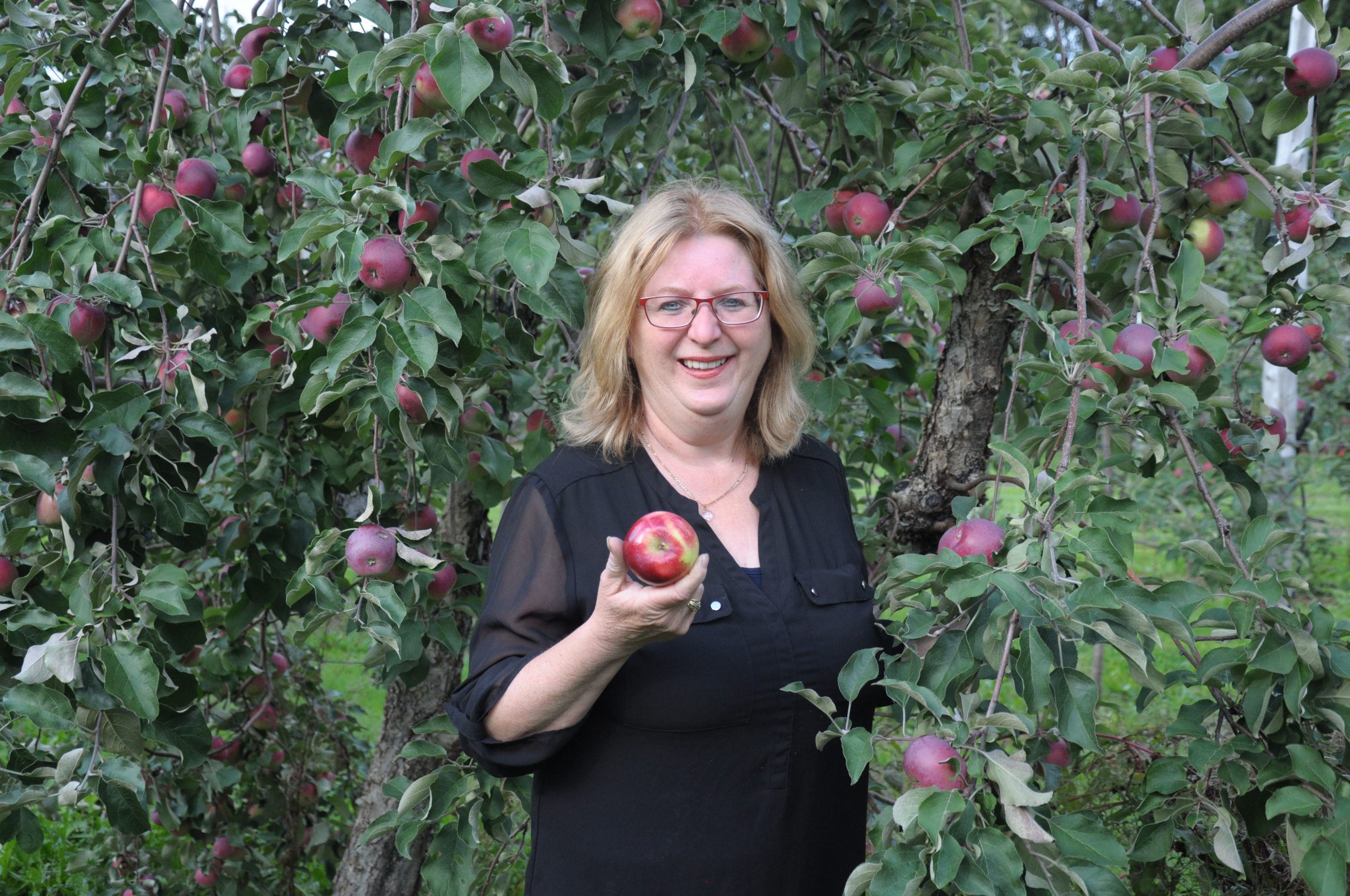 8 pommes à découvrir et cueillir en automne au Québec