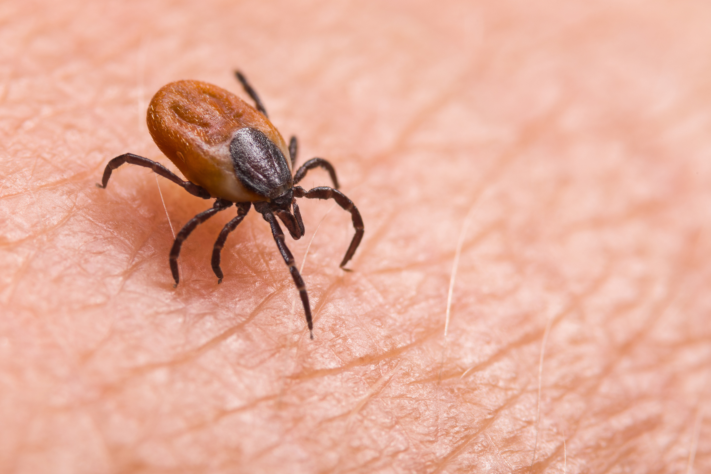 Lyme disease: Chaudière-Appalaches in an endemic area